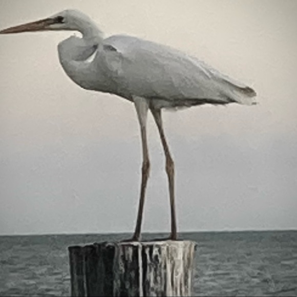 Meet your Posher, Shirl - Picture 11 of 12